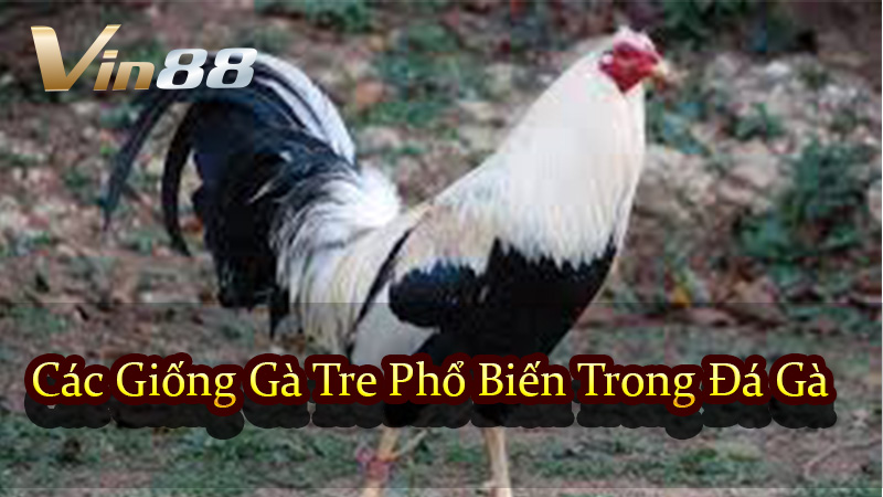 Các Giống Gà Tre Phổ Biến Trong Đá Gà