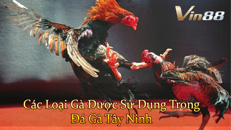 Các Loại Gà Được Sử Dụng Trong Đá Gà Tây Ninh