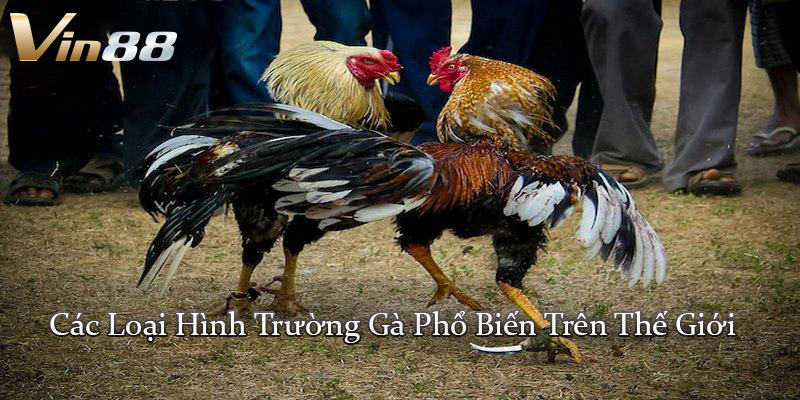 Các Loại Hình Trường Gà Phổ Biến Trên Thế Giới