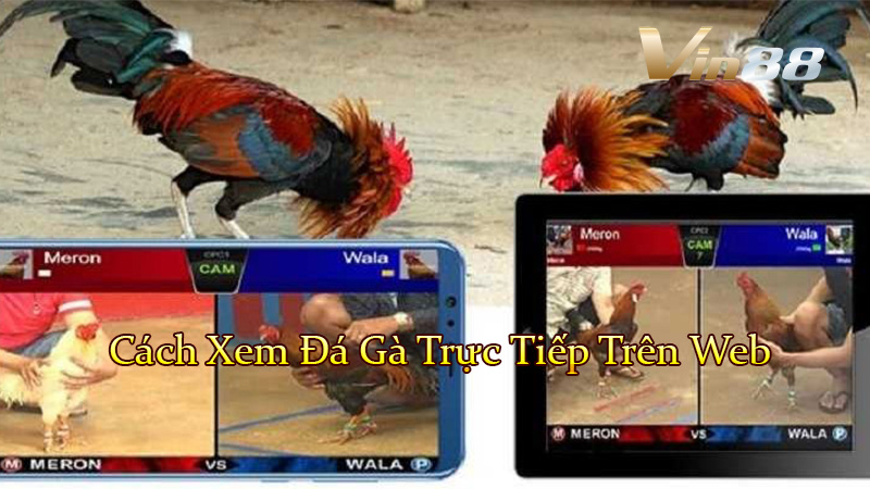 Cách Xem Đá Gà Trực Tiếp Trên Web