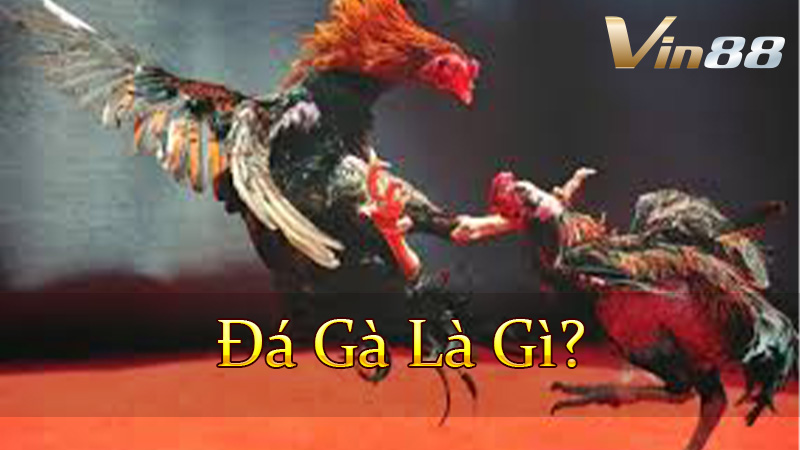 Giới Thiệu Về Thế Giới Đá Gà Trực Tuyến