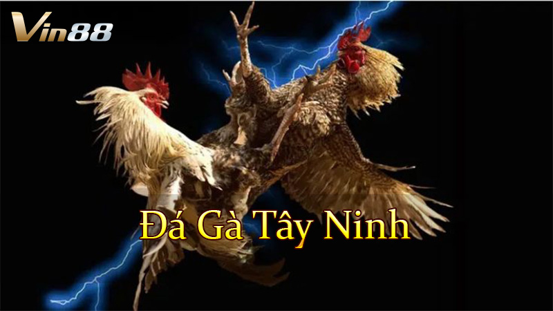 Đá Gà Tây Ninh