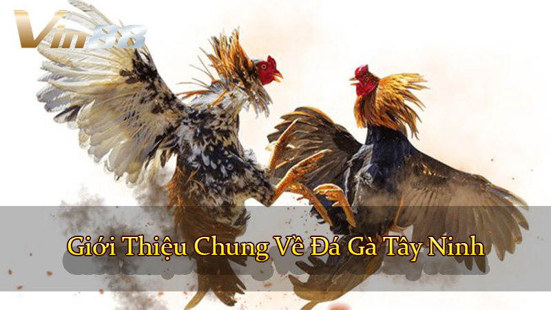 Giới Thiệu Chung Về Đá Gà Tây Ninh