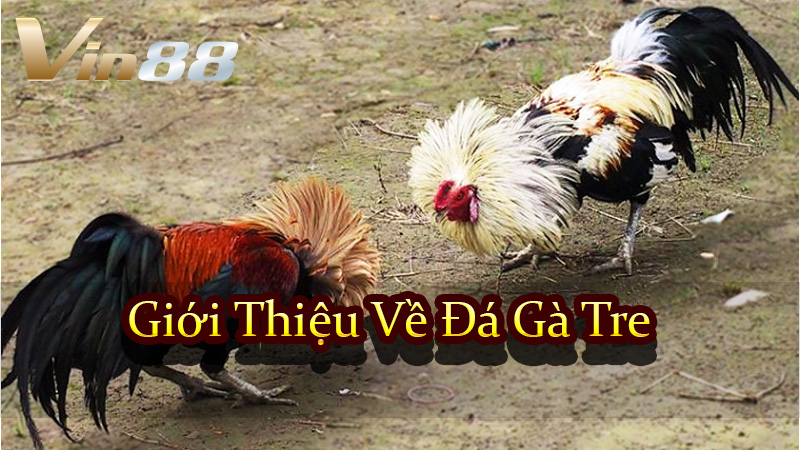 Giới Thiệu Về Đá Gà Tre