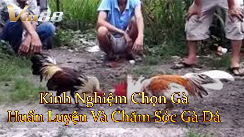 Kinh Nghiệm Chọn Gà, Huấn Luyện Và Chăm Sóc Gà Đá
