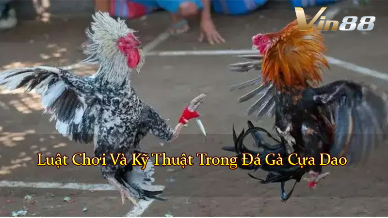 Luật Chơi Và Kỹ Thuật Trong Đá Gà Cựa Dao
