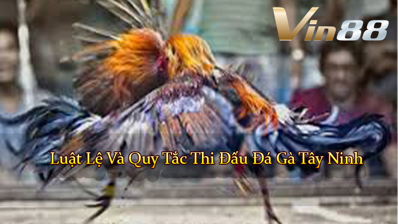Luật Lệ Và Quy Tắc Thi Đấu Đá Gà Tây Ninh