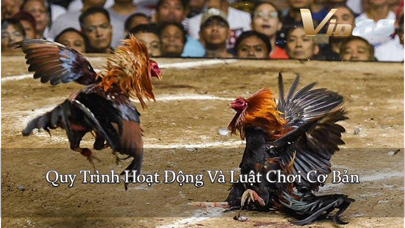 Quy Trình Hoạt Động Và Luật Chơi Cơ Bản