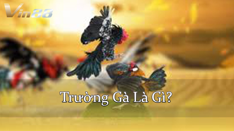 Trường Gà Là Gì