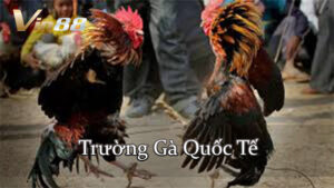 Trường Gà Quốc Tế