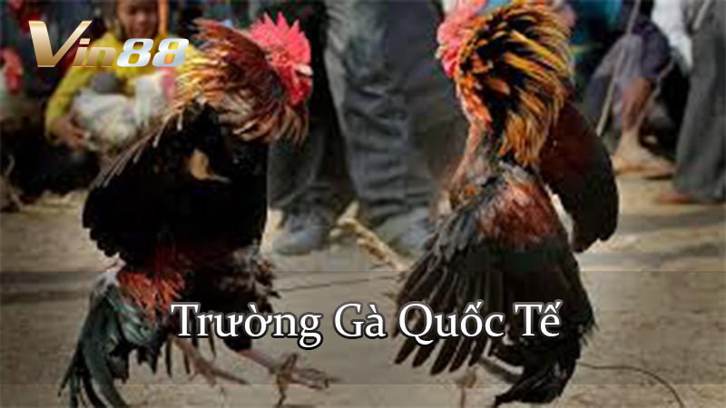 Trường Gà Quốc Tế