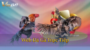 Web Đá Gà Trực Tiếp